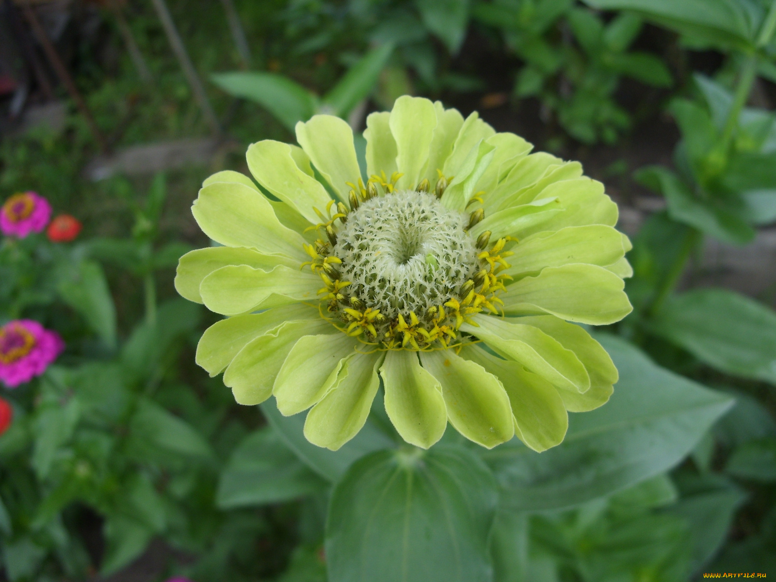 цветы, цинния