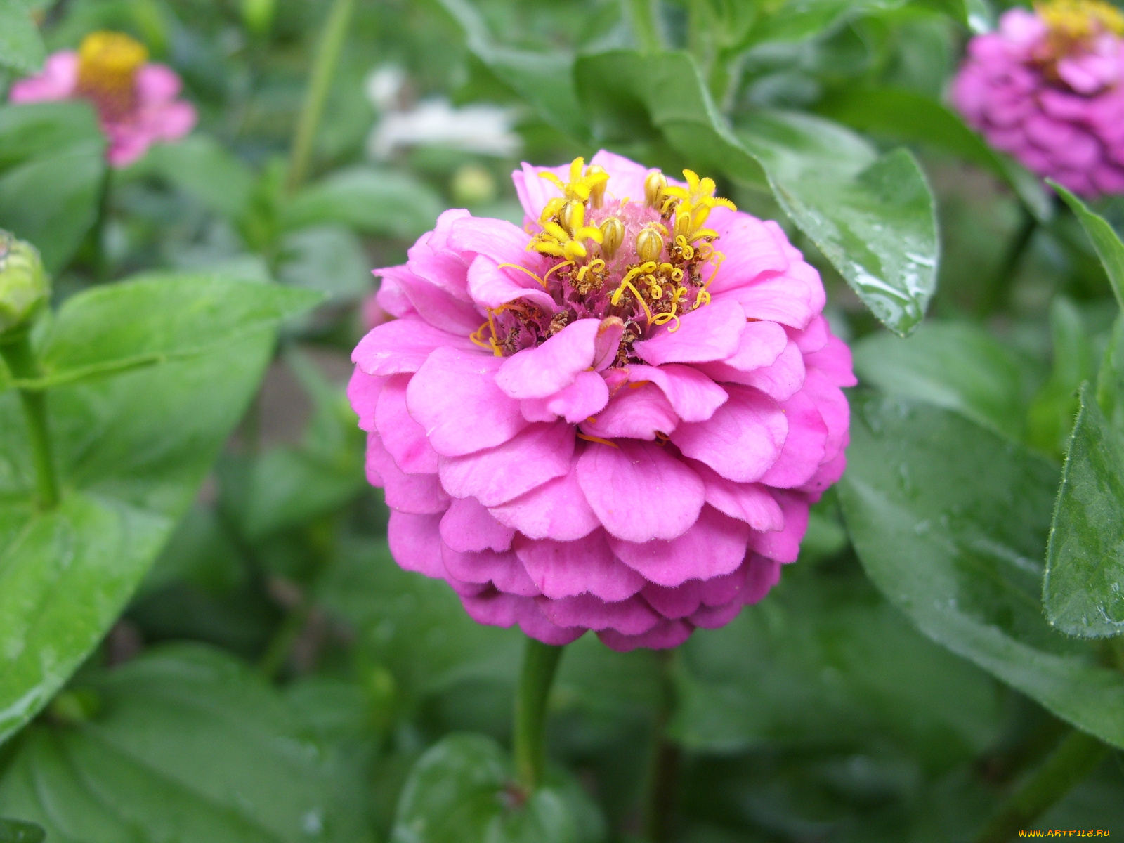 цветы, цинния