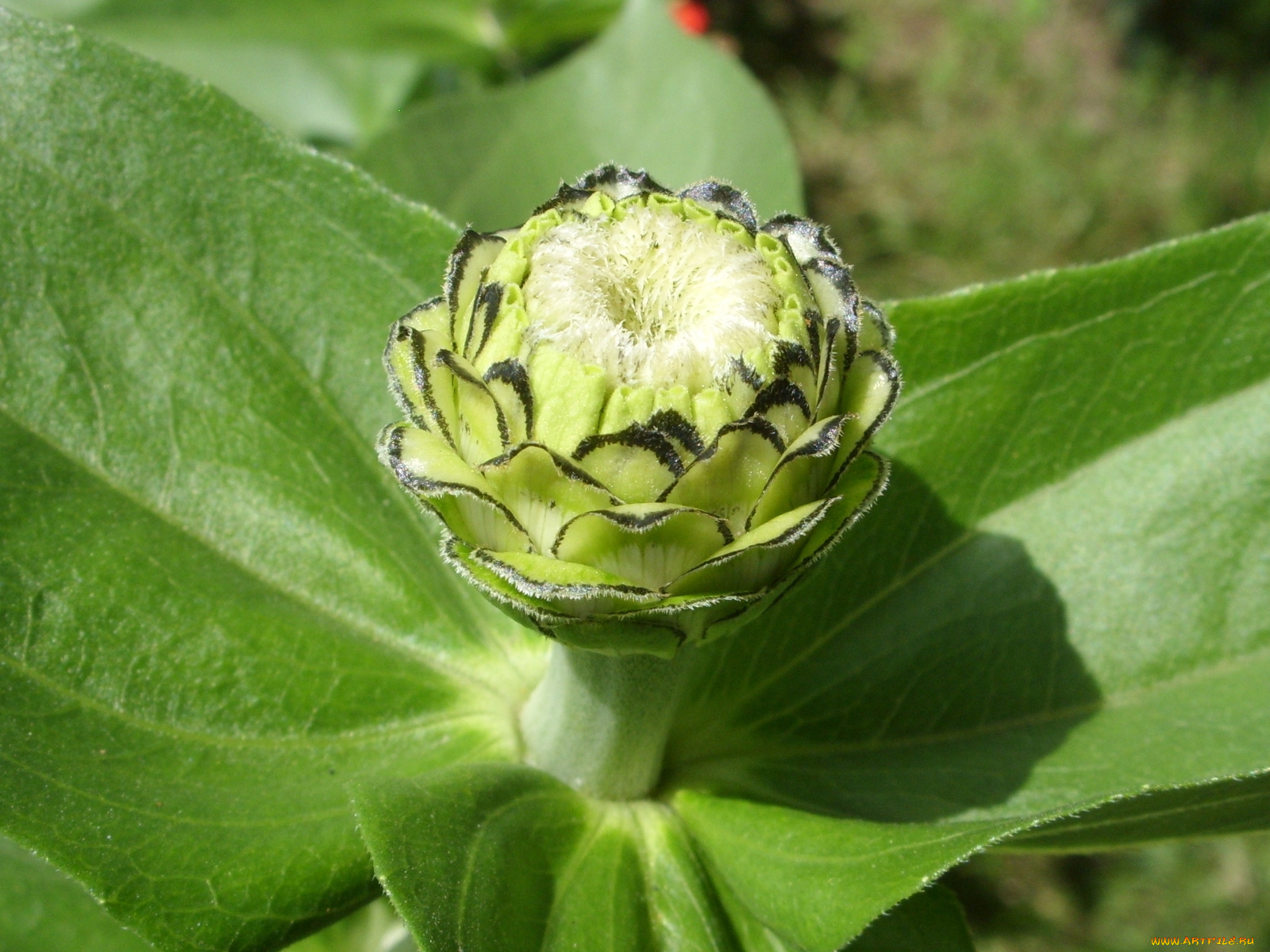 цветы, цинния