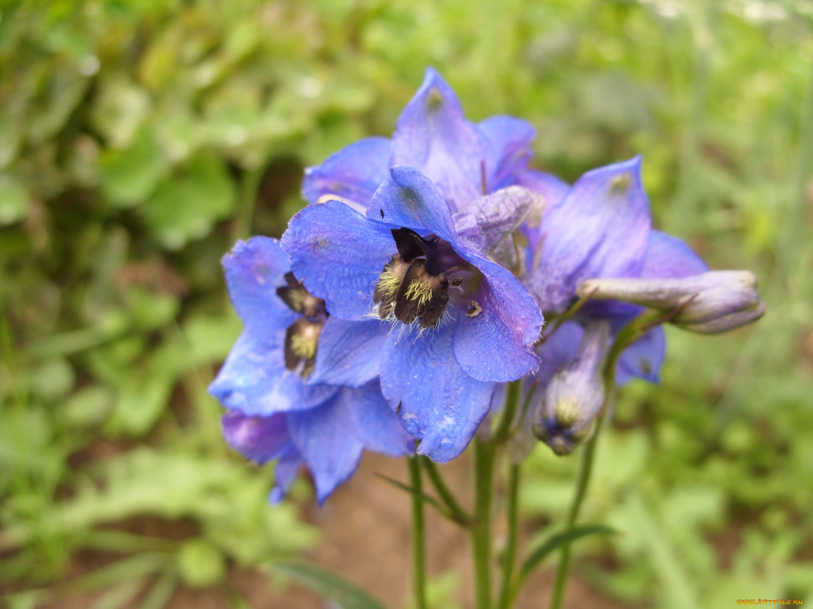 цветы, дельфиниум