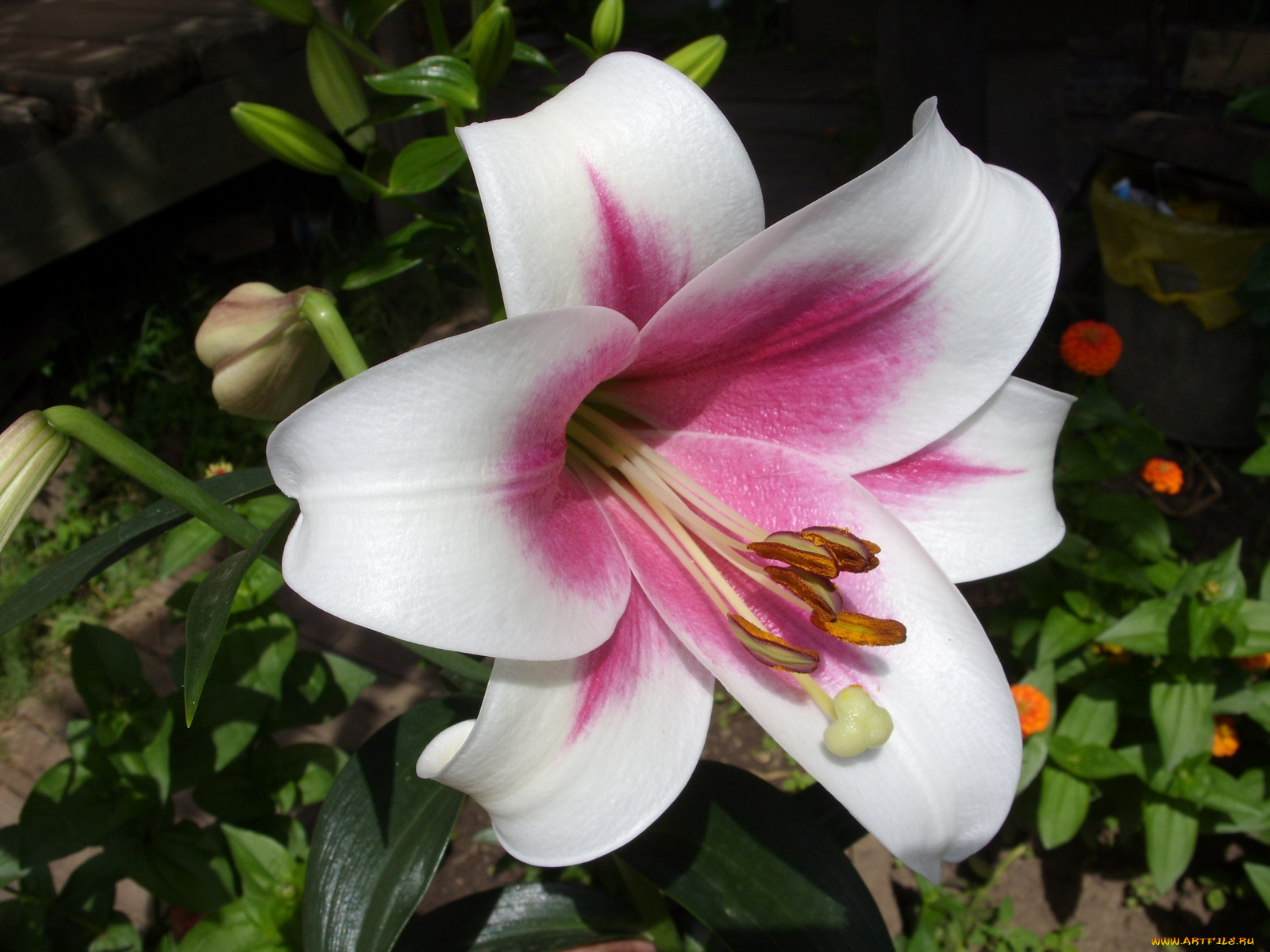 цветы, лилии, лилейники