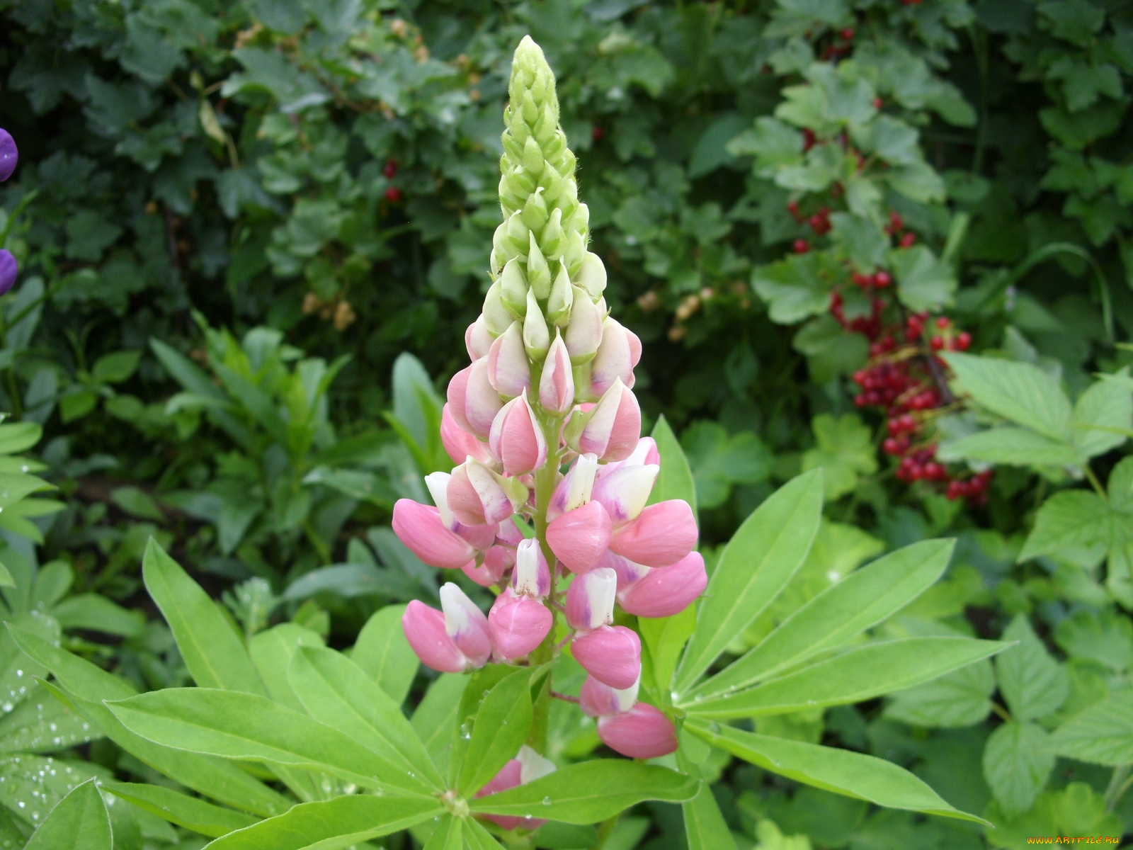 цветы, люпин