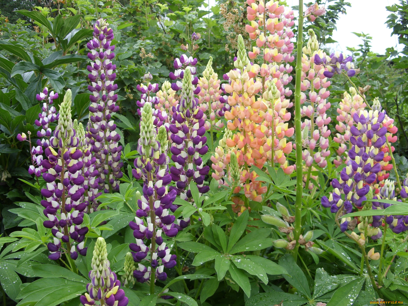 цветы, люпин