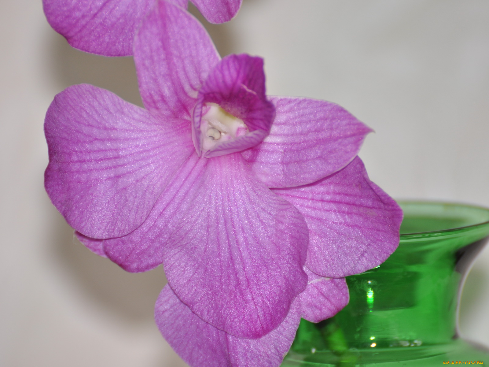 цветы, орхидеи