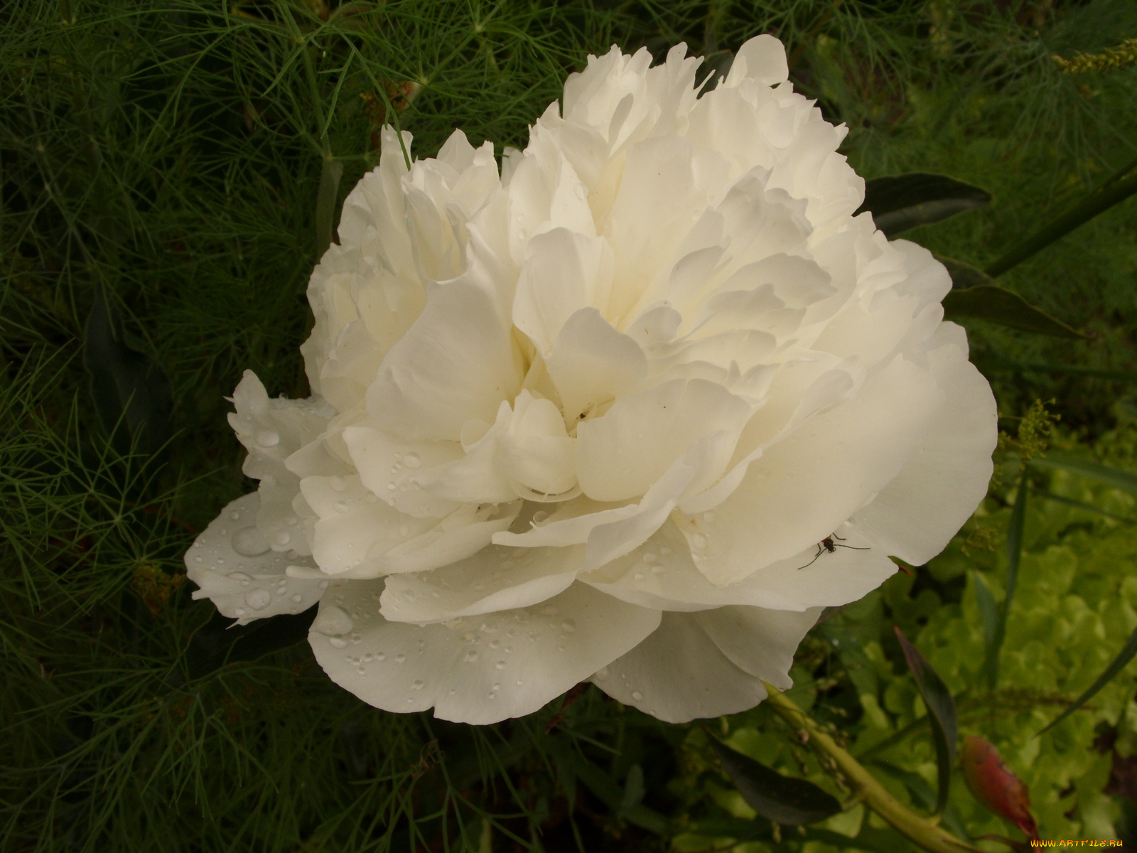 цветы, пионы