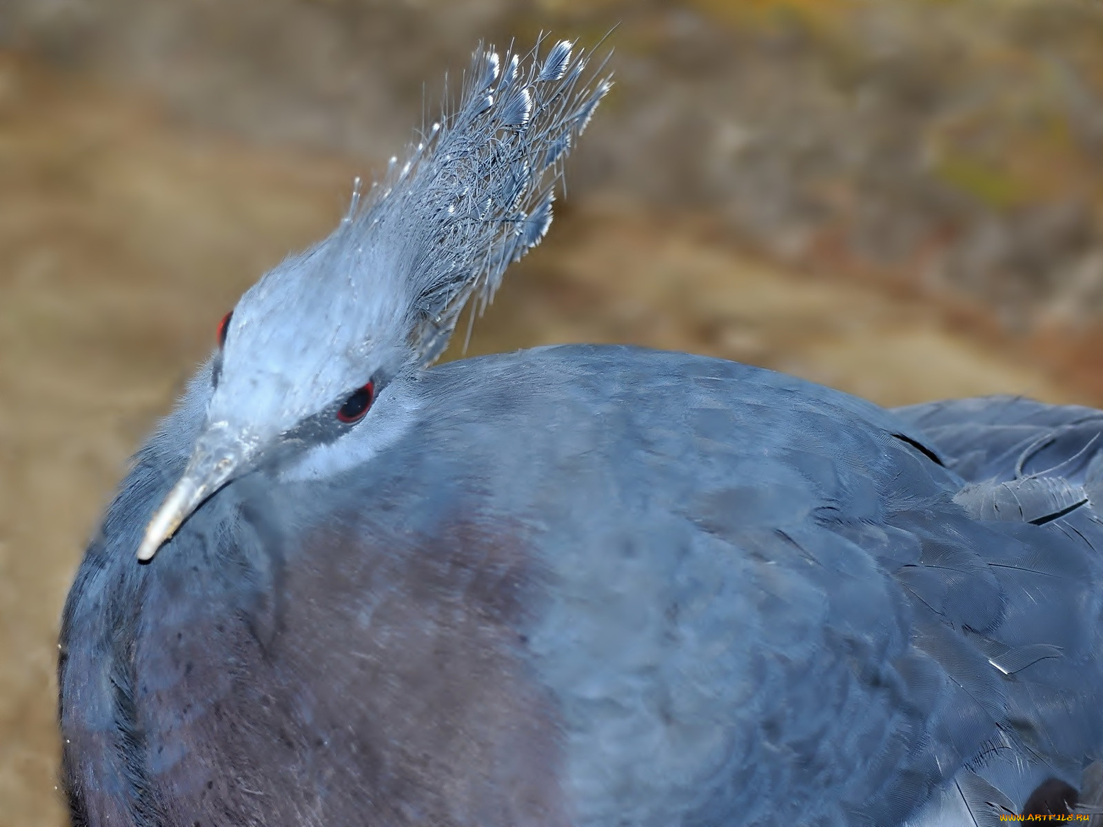 животные, голуби