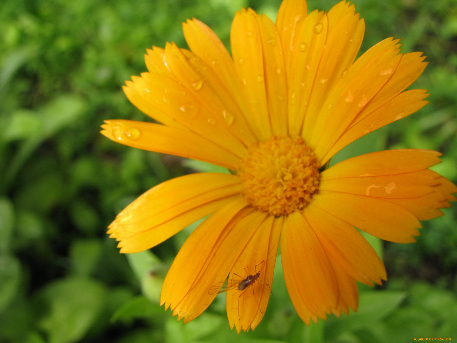 цветы, календула