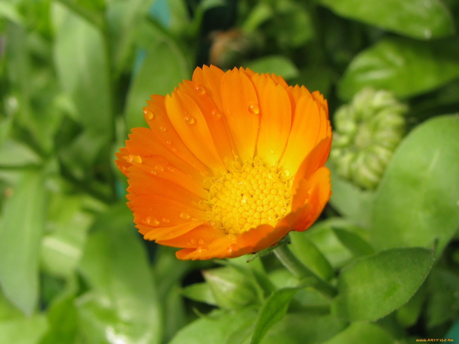 цветы, календула