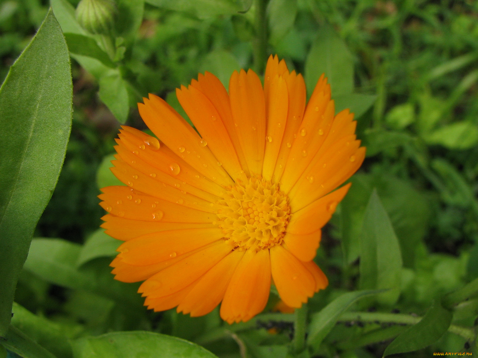 цветы, календула