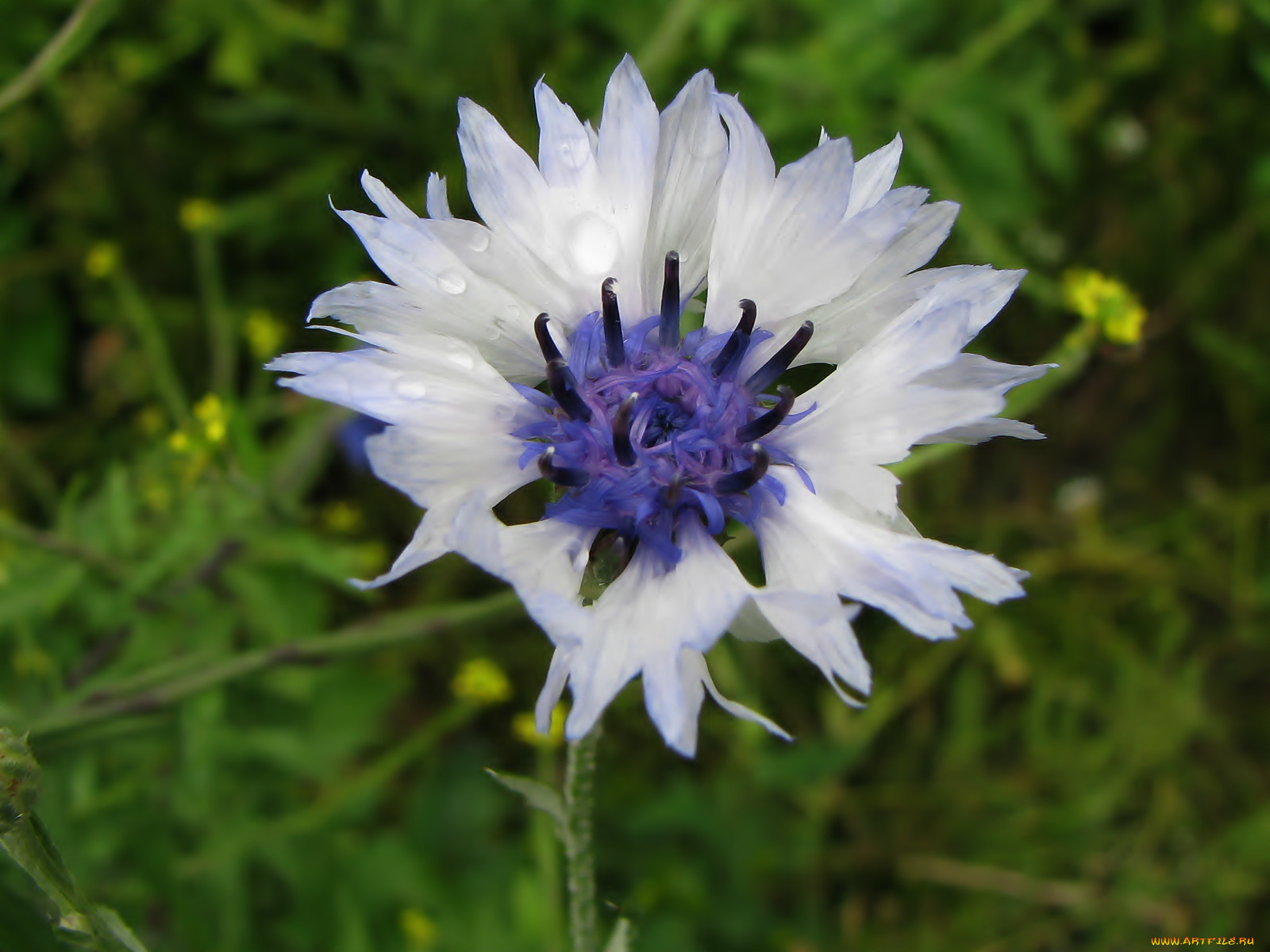 цветы, васильки