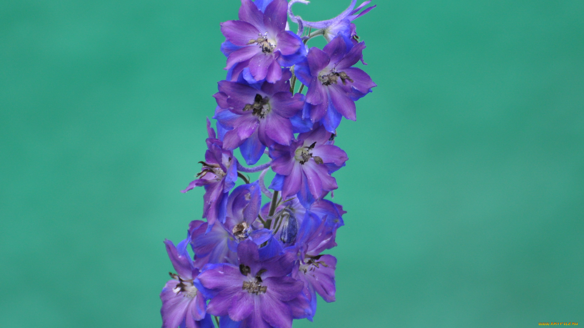 цветы, дельфиниум