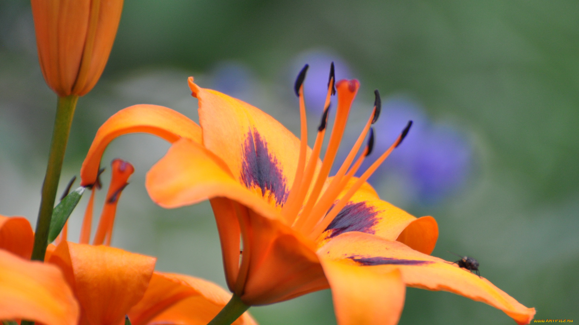 цветы, лилии, лилейники