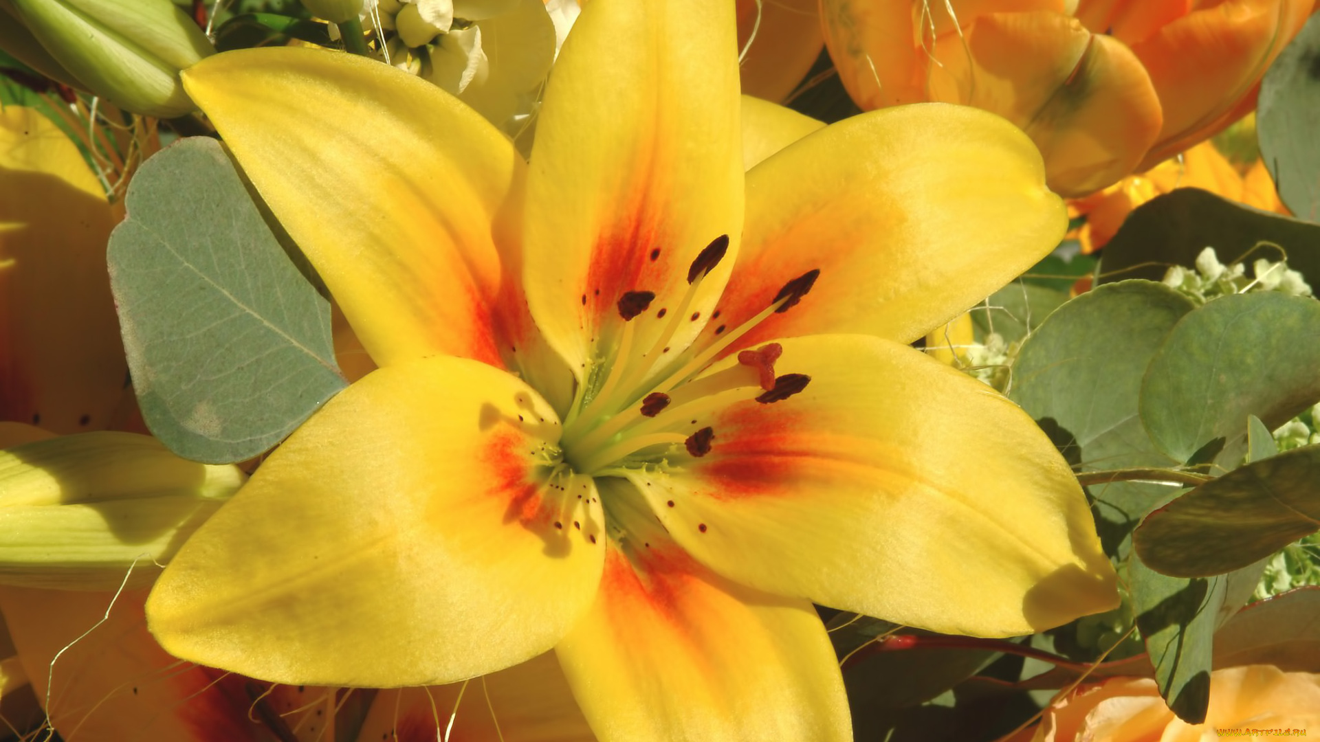 цветы, лилии, лилейники