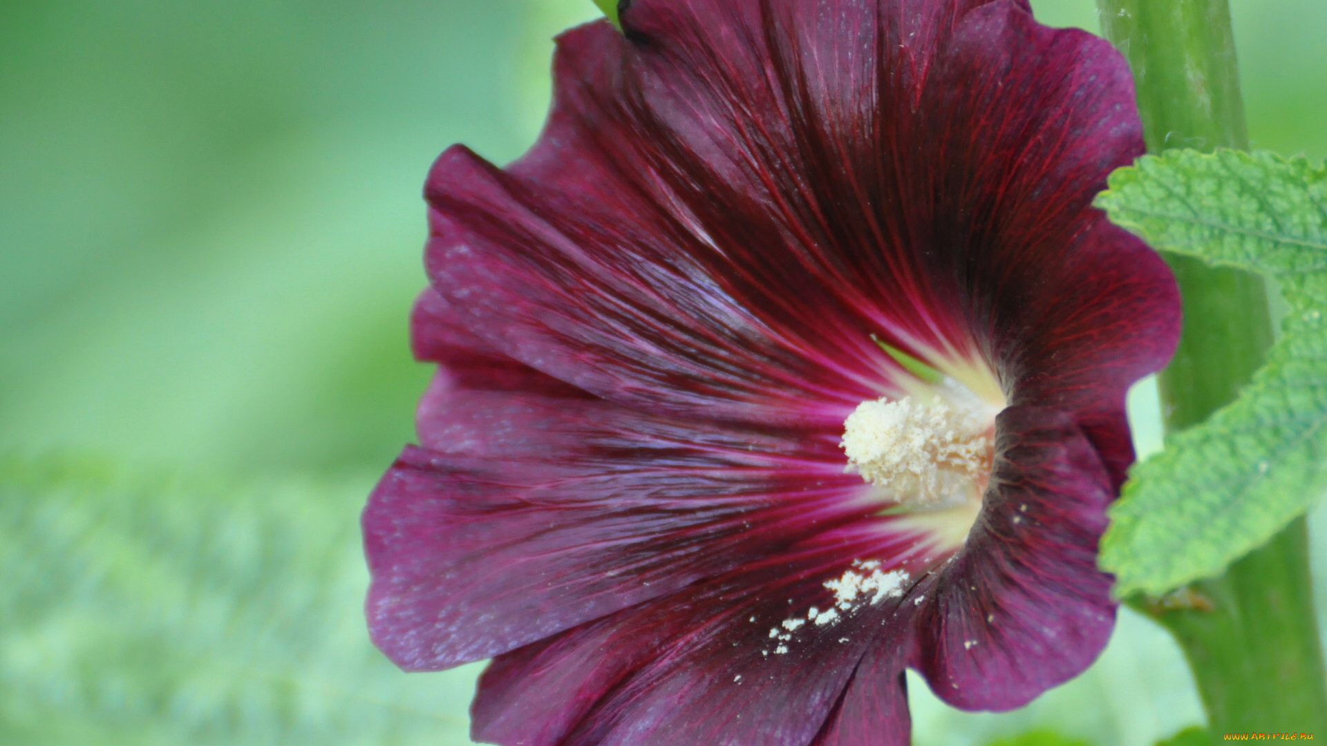 цветы, мальвы