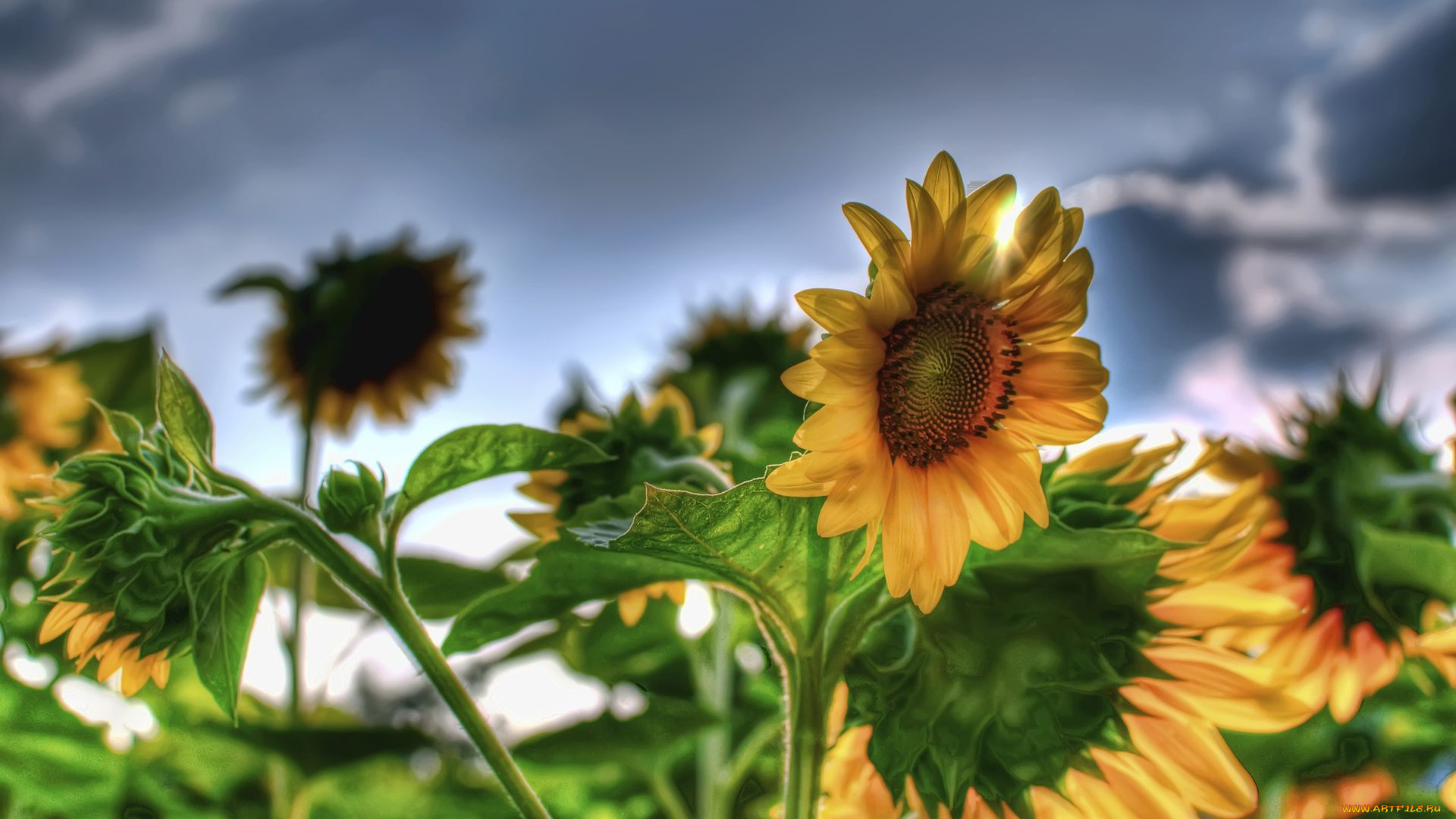 цветы, подсолнухи