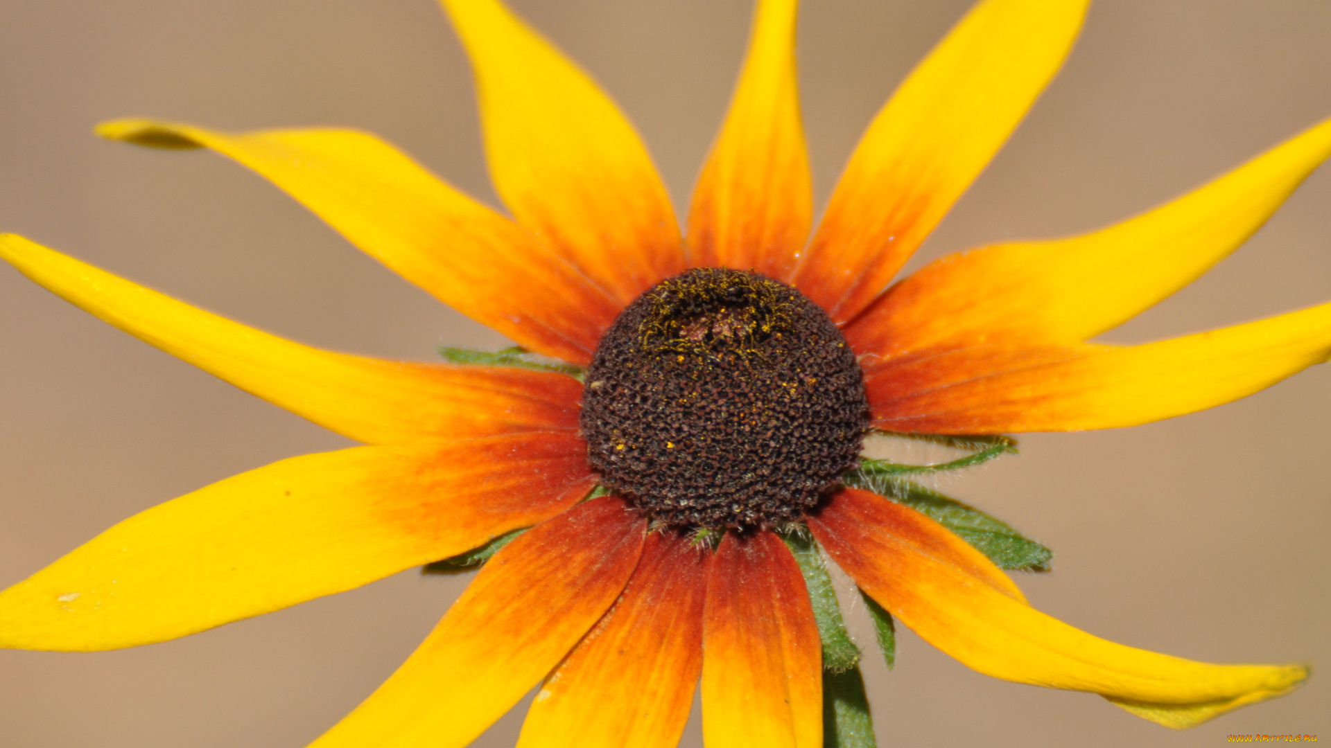 цветы, рудбекия