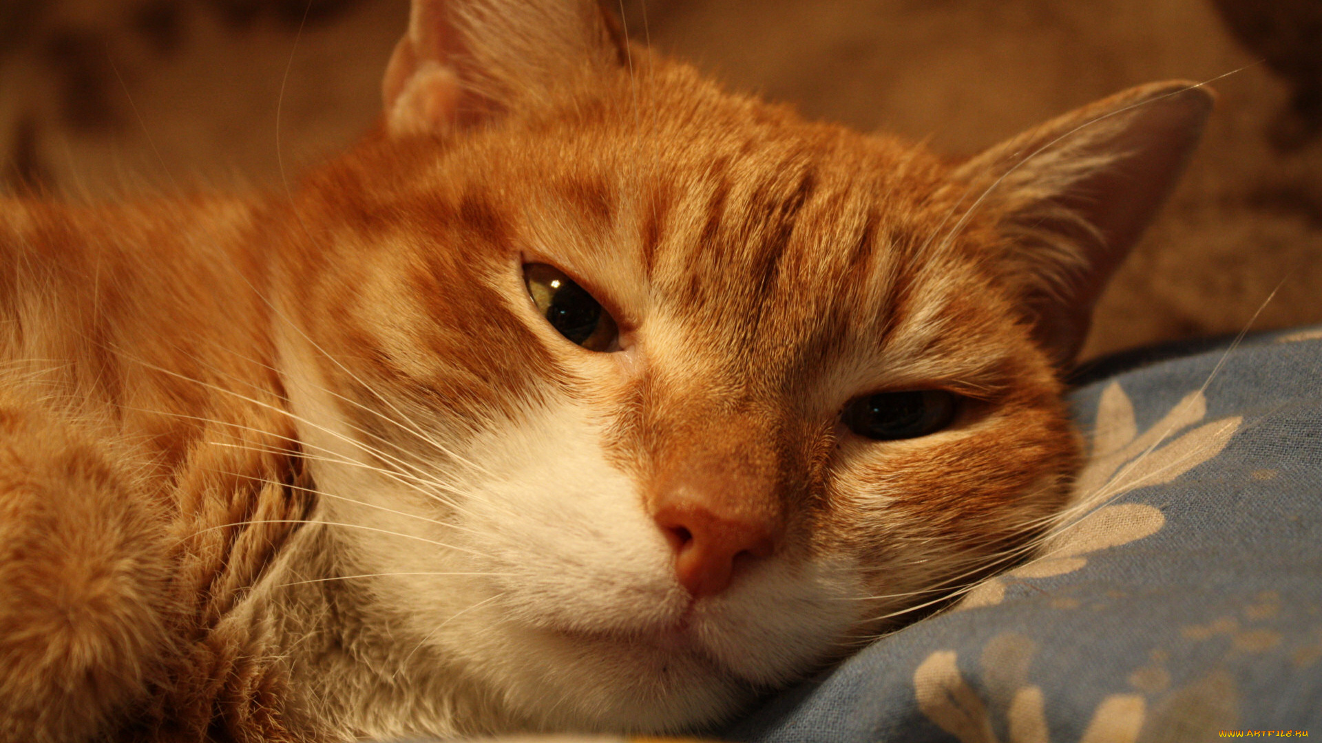 рудольф, животные, коты