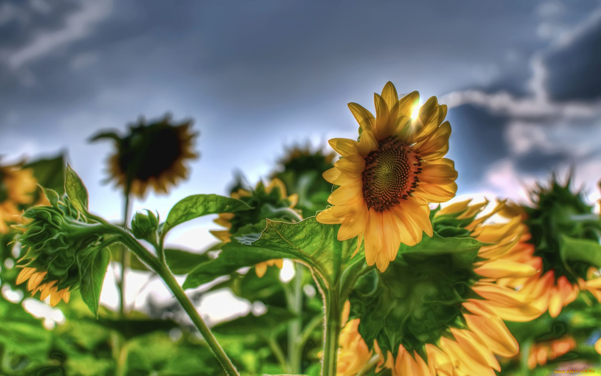 цветы, подсолнухи