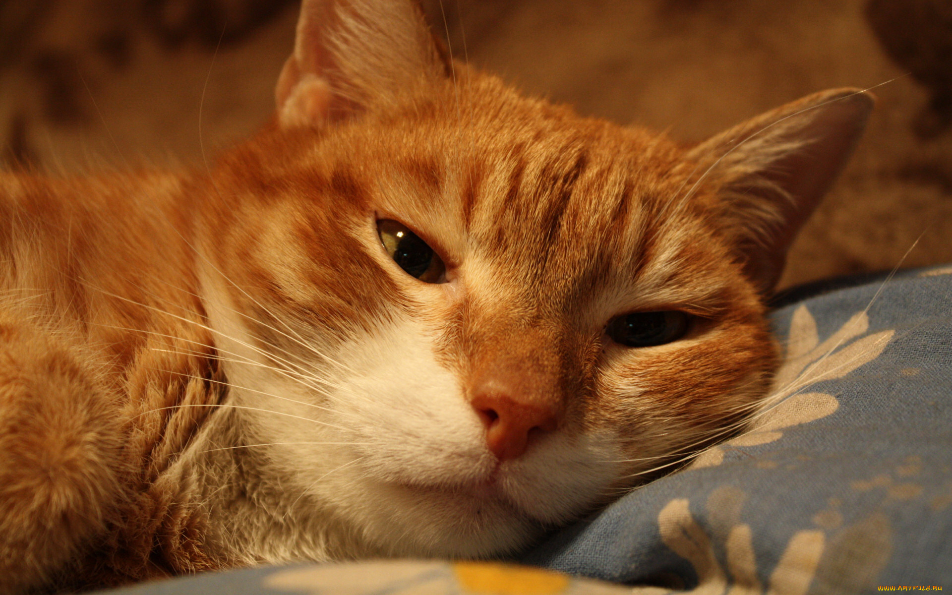 рудольф, животные, коты