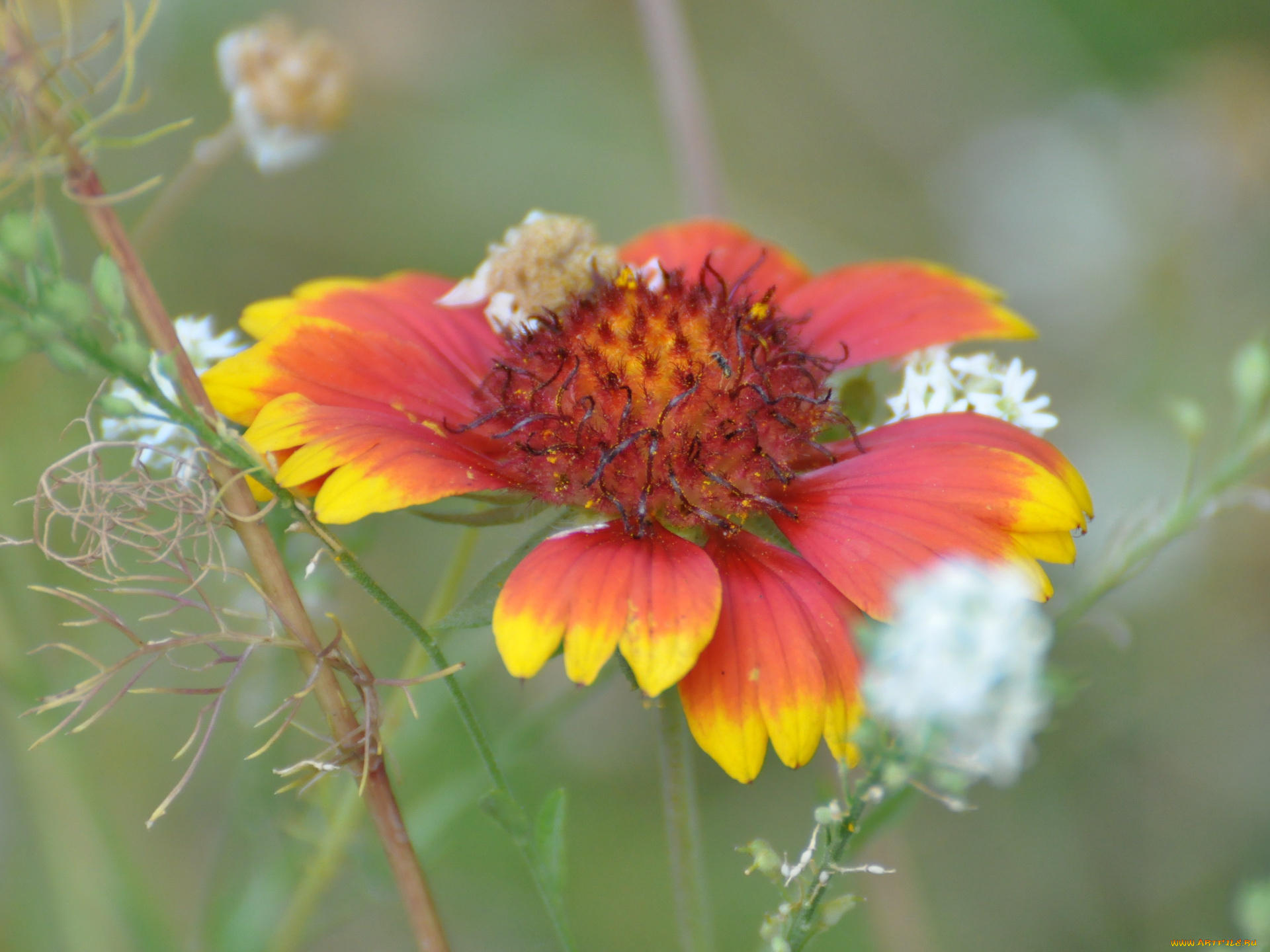 цветы, гайлардии, гелениумы