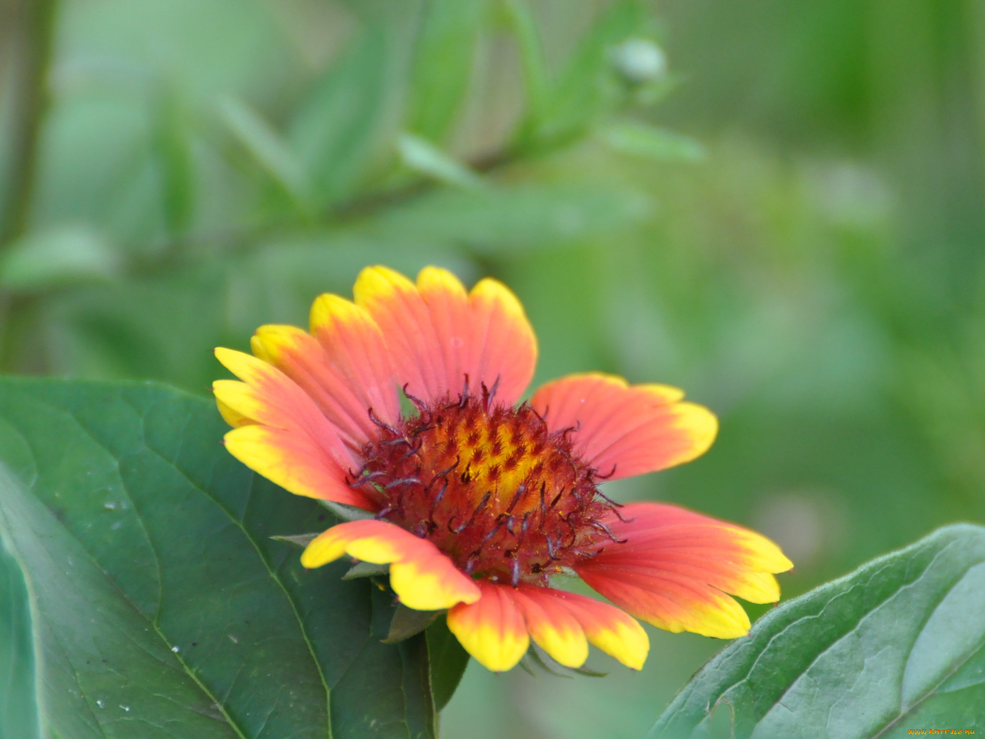 цветы, гайлардии, гелениумы