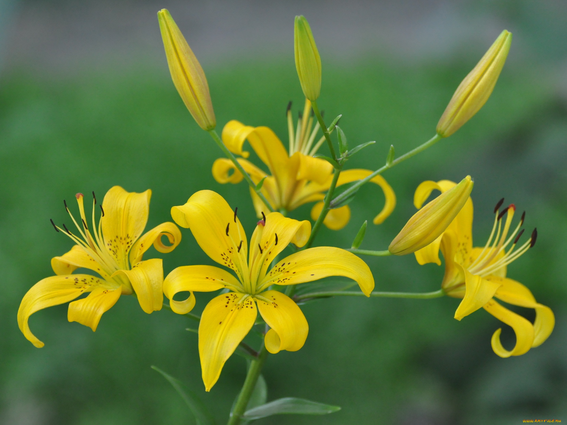 цветы, лилии, лилейники