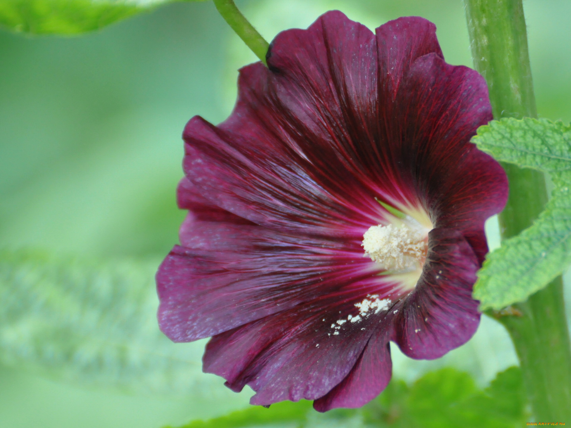 цветы, мальвы