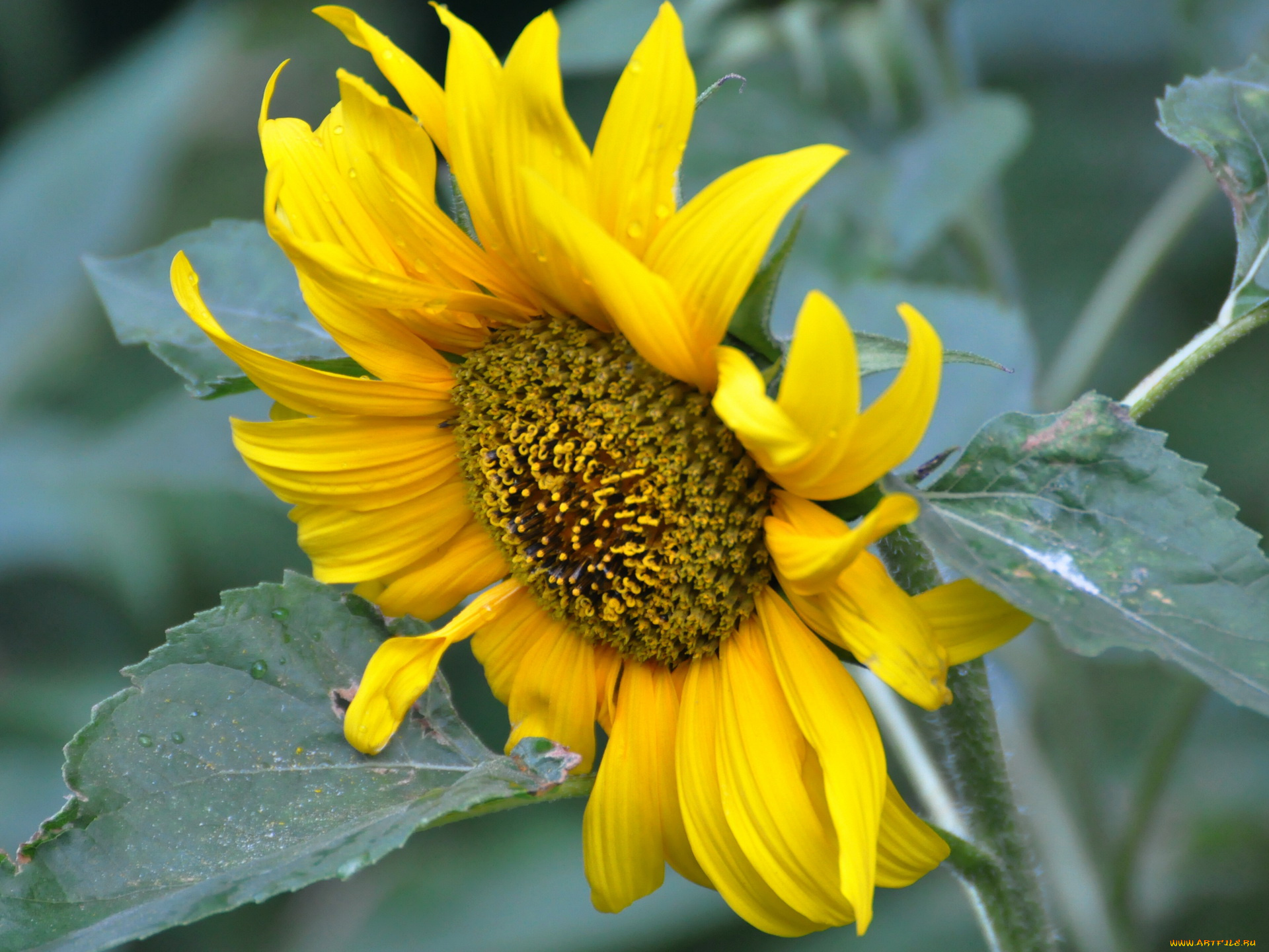 цветы, подсолнухи