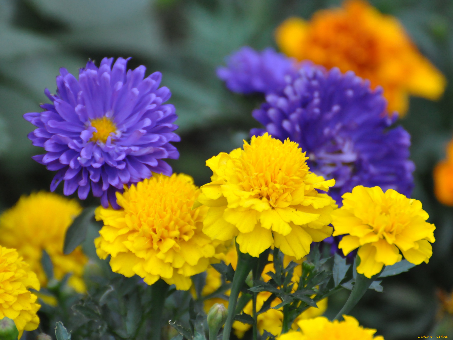 цветы, разные, вместе