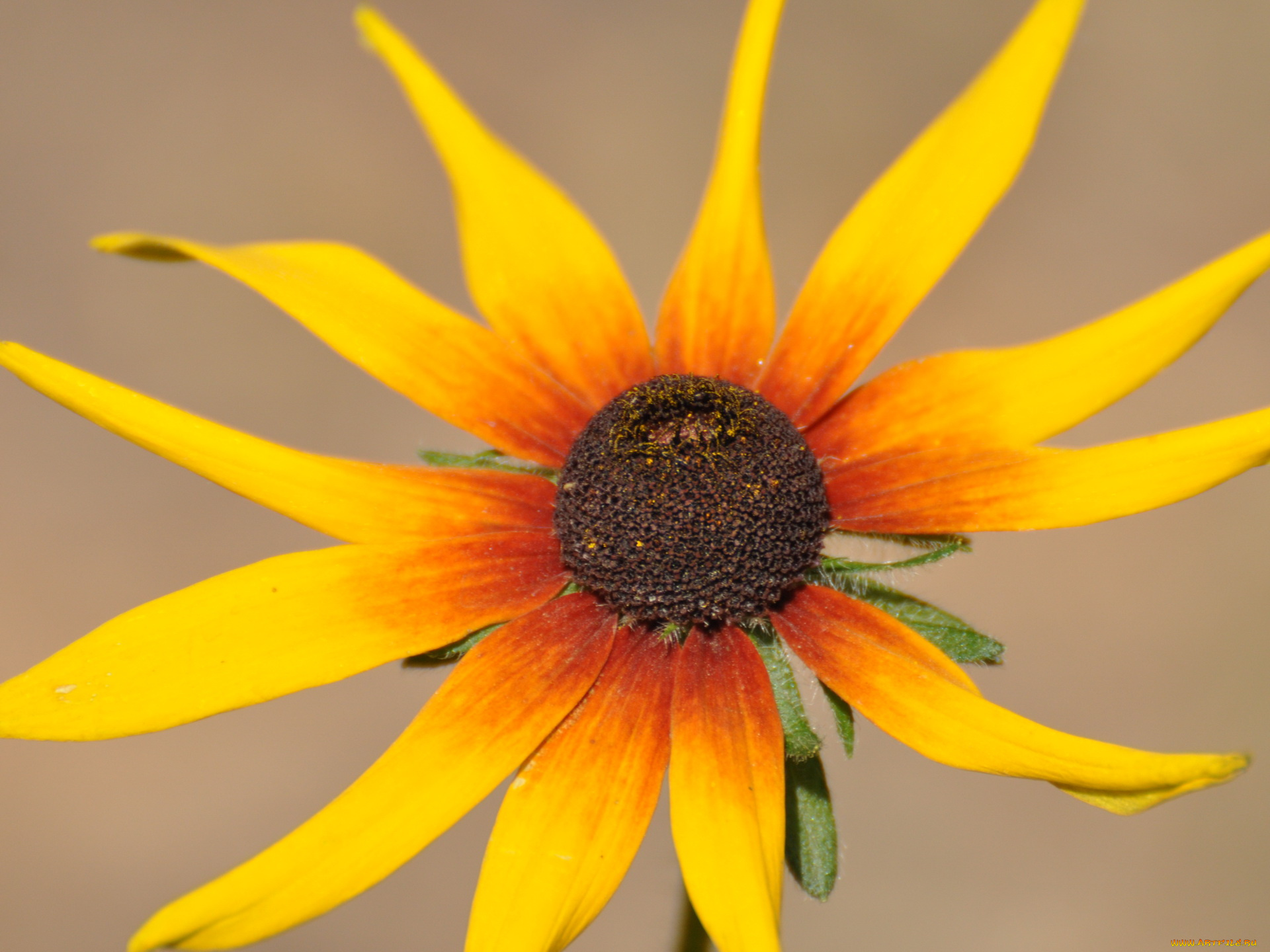 цветы, рудбекия