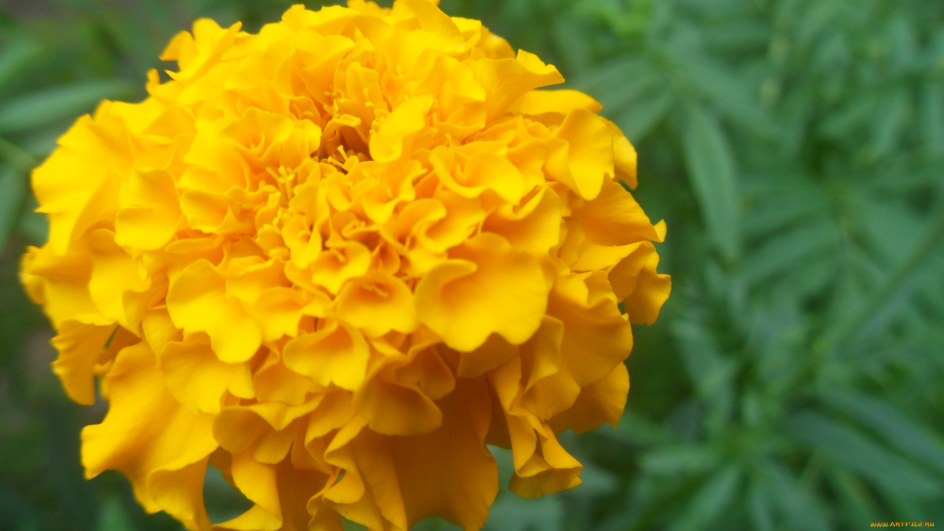 цветы, бархатцы