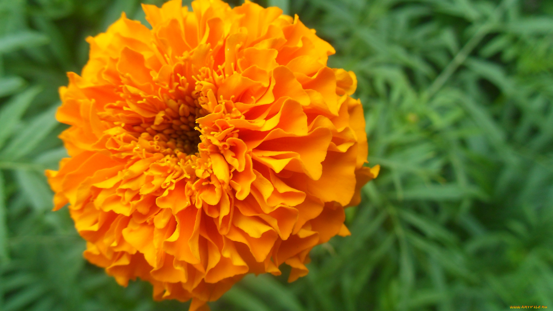 цветы, бархатцы