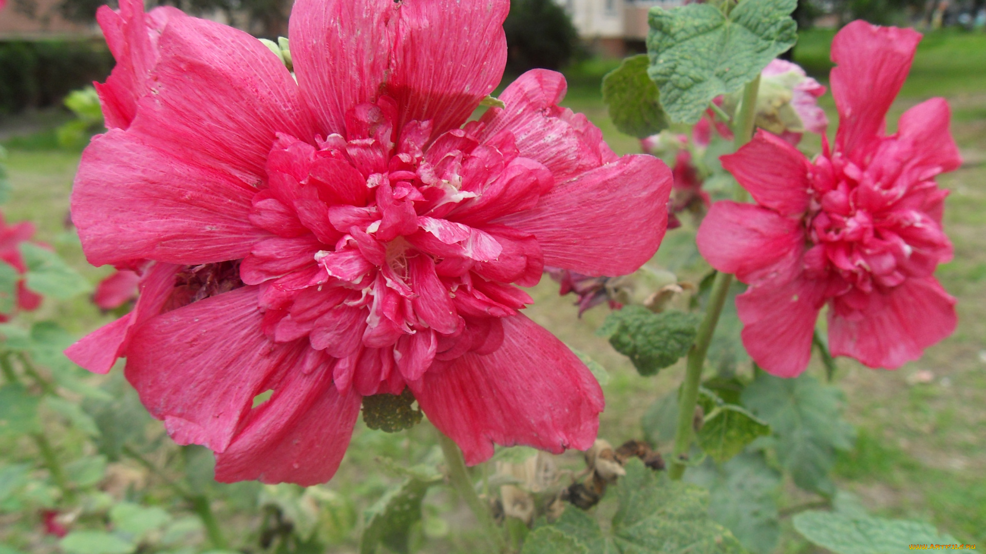 цветы, мальвы