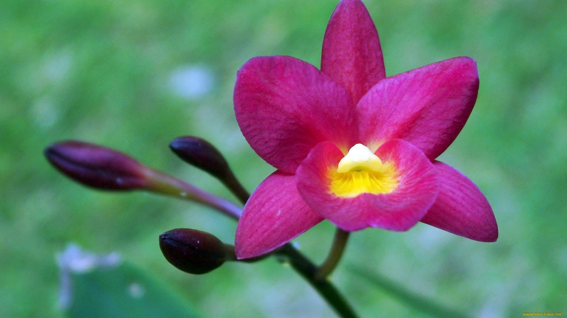 цветы, орхидеи, малиновый, бутон, яркий