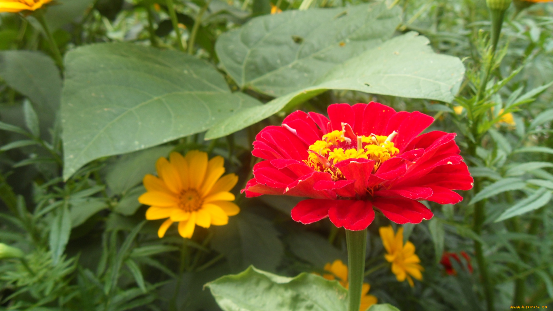 цветы, разные, вместе