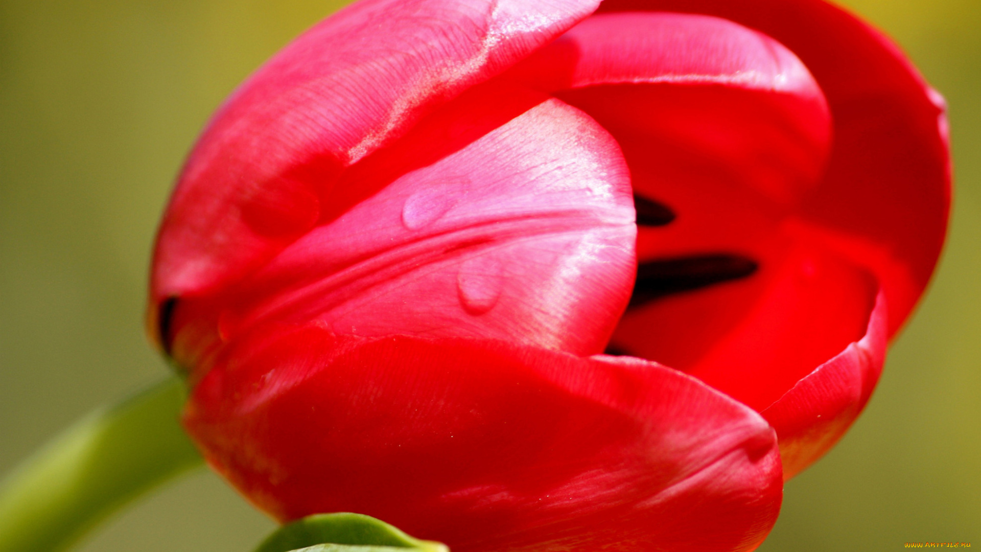 цветы, тюльпаны