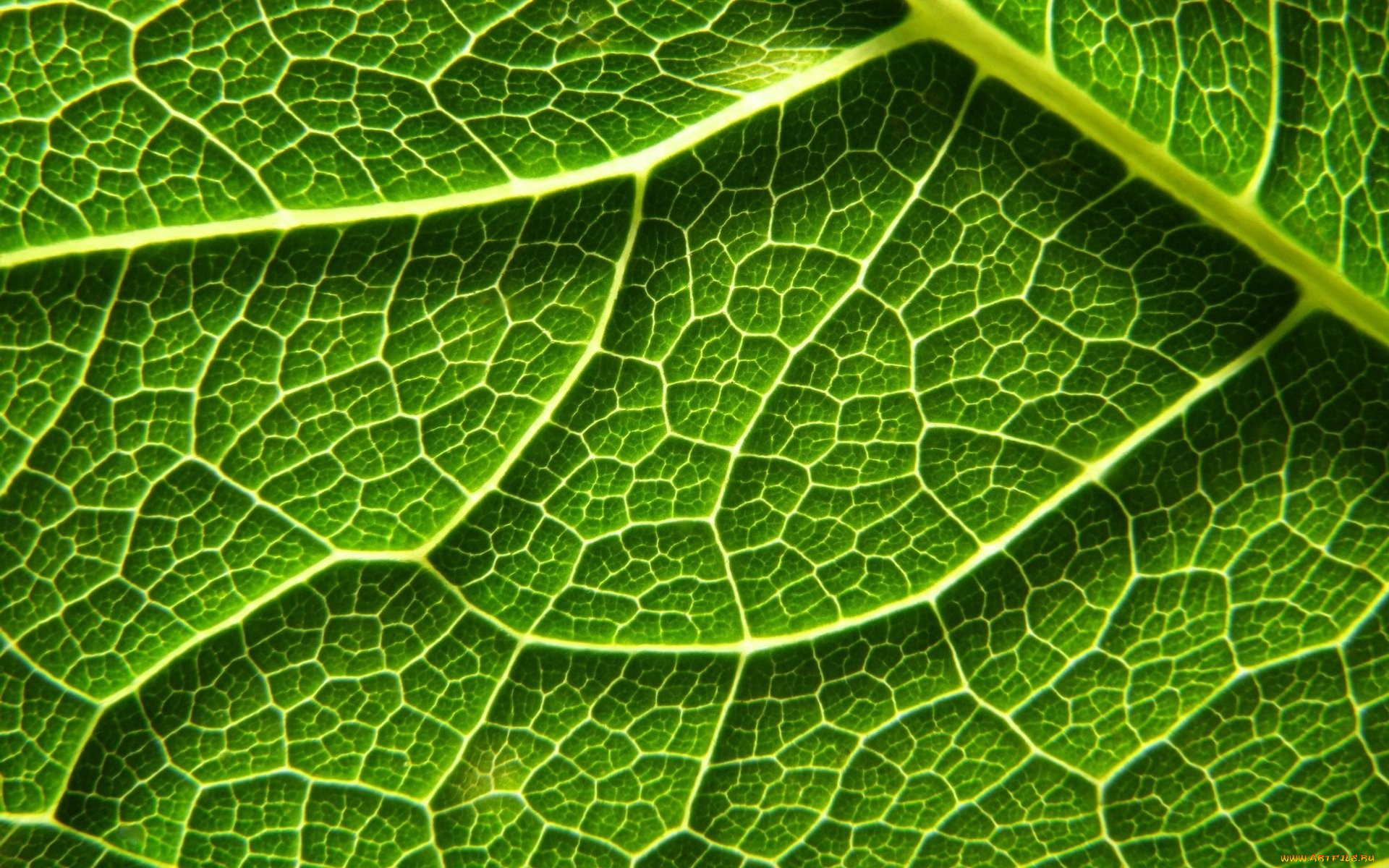 природа, листья