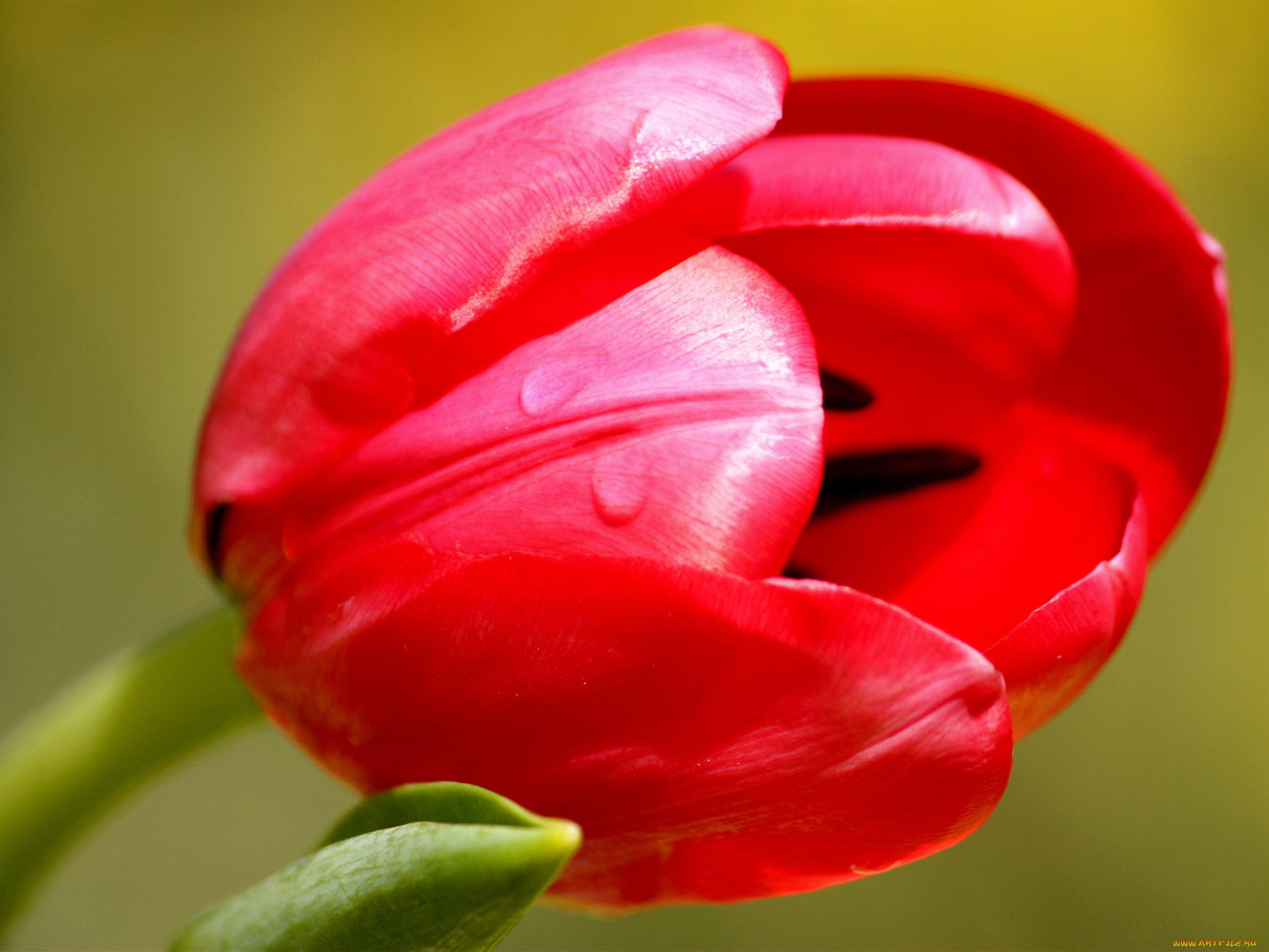 цветы, тюльпаны