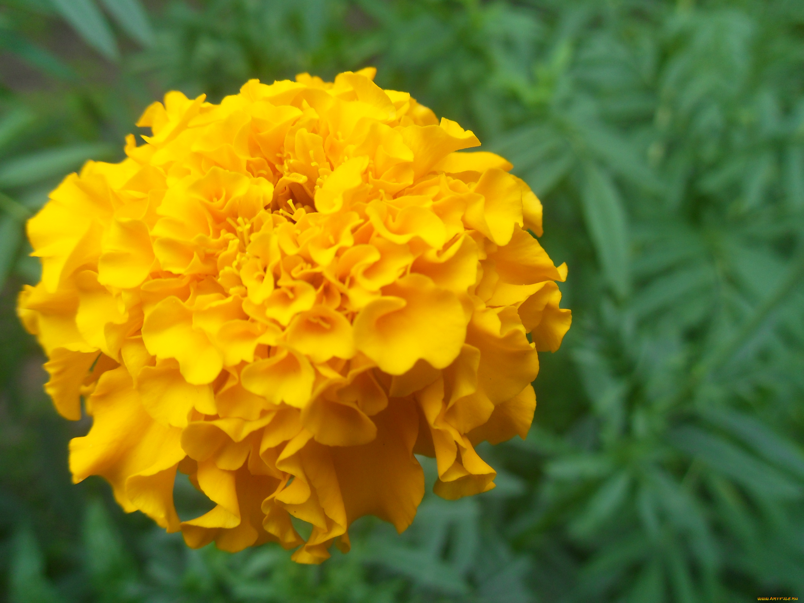 цветы, бархатцы