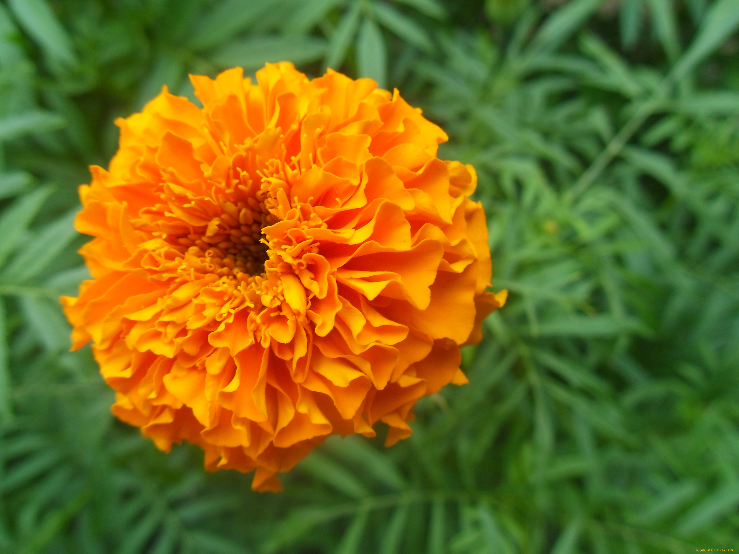 цветы, бархатцы