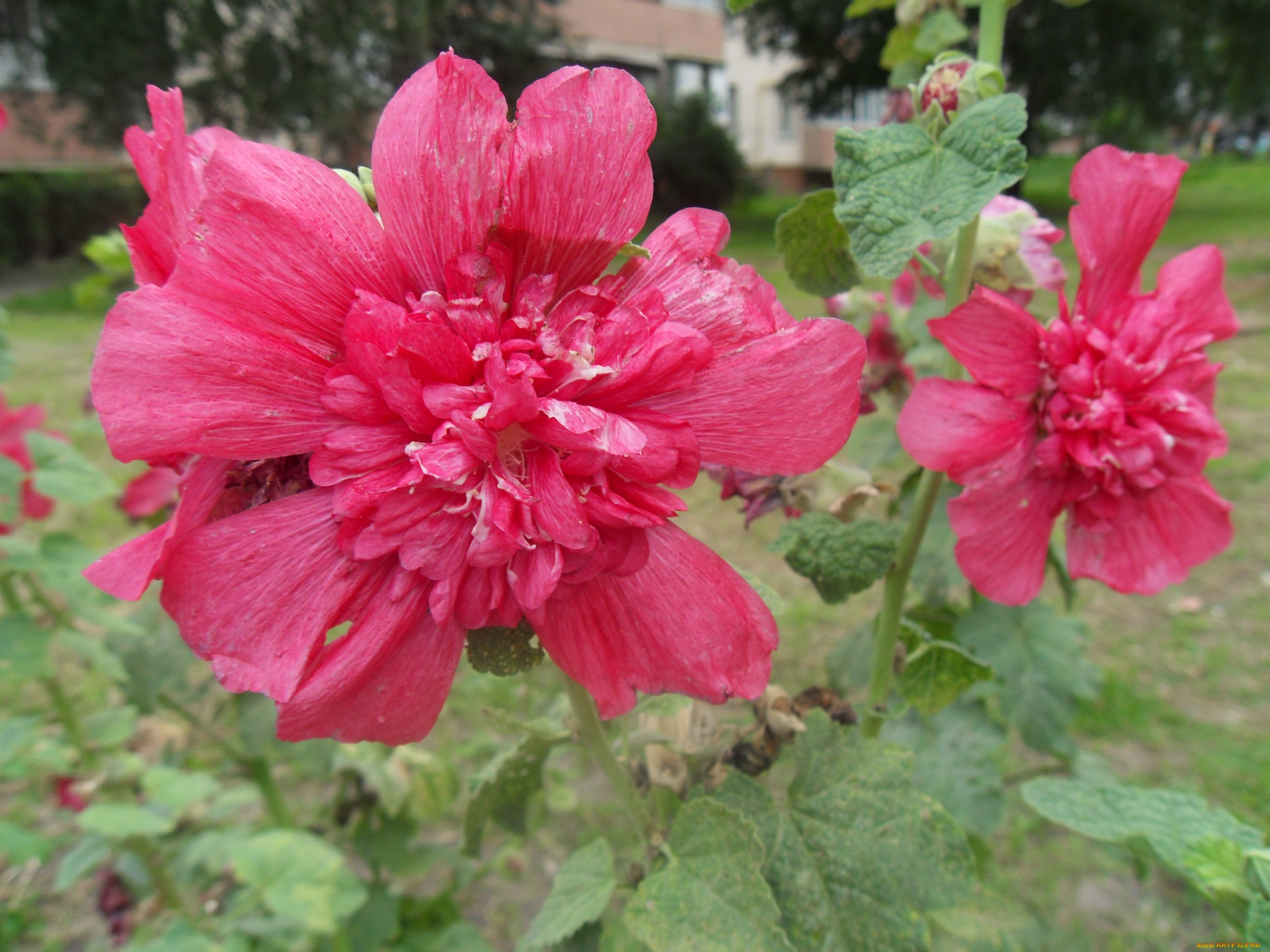 цветы, мальвы