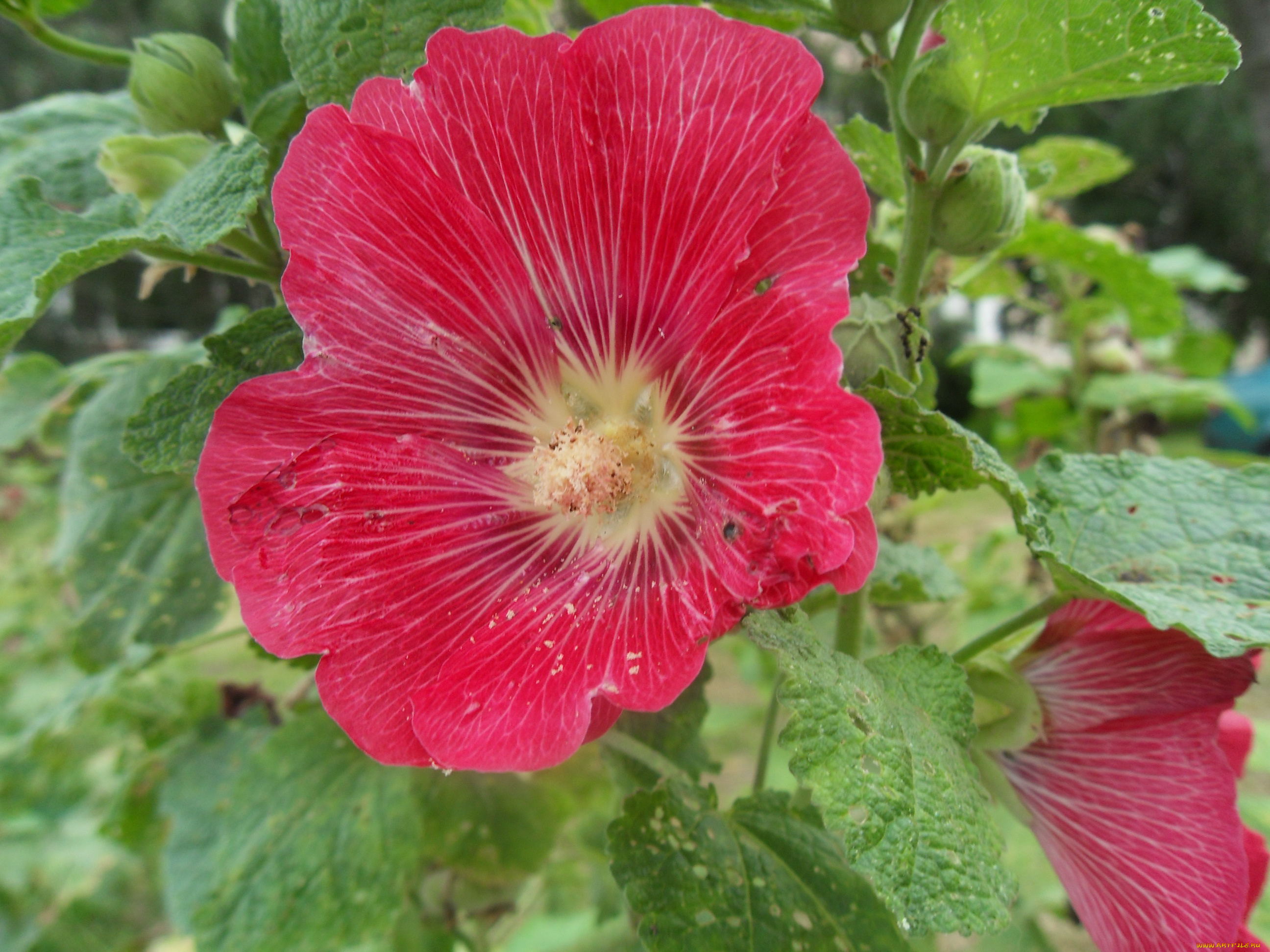 цветы, мальвы