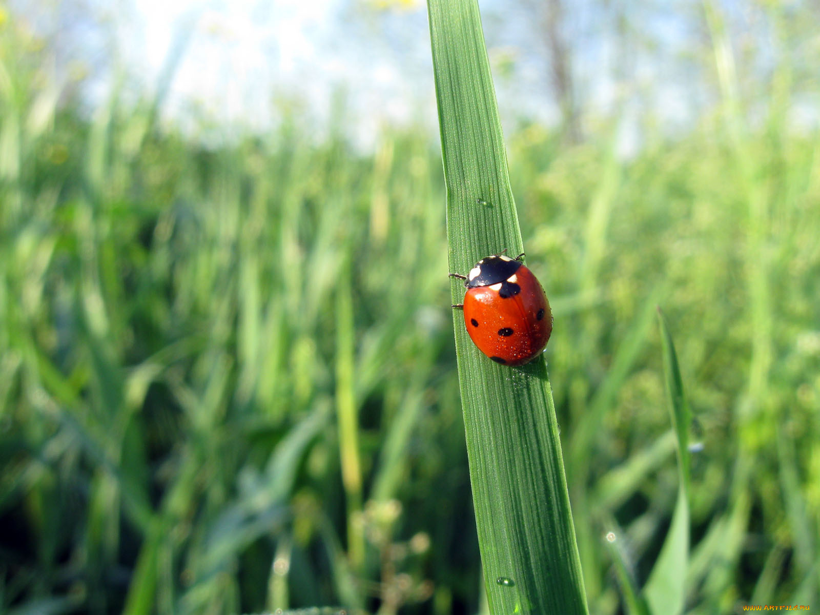 животные, божьи, коровки, божья, коровка