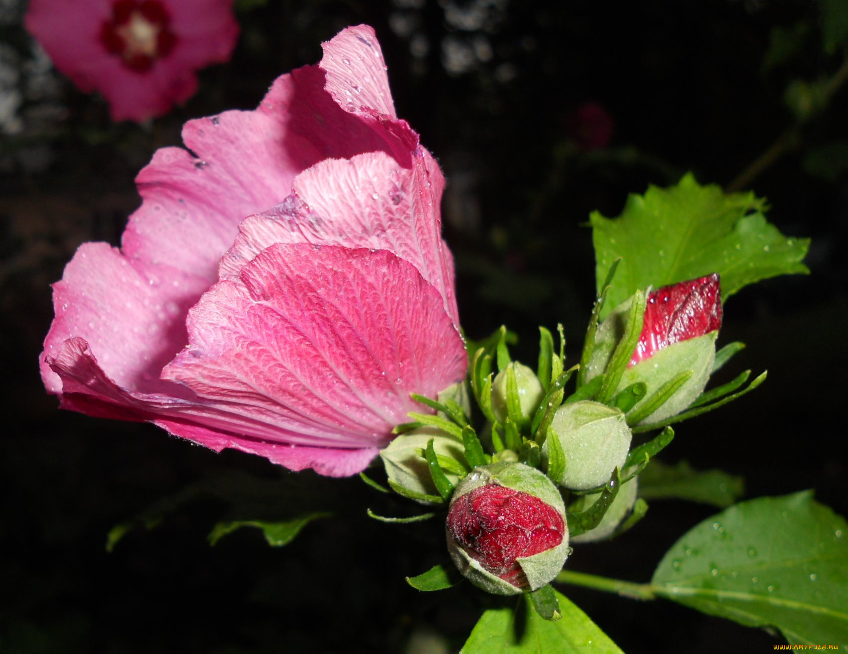 цветы, мальвы, мальва