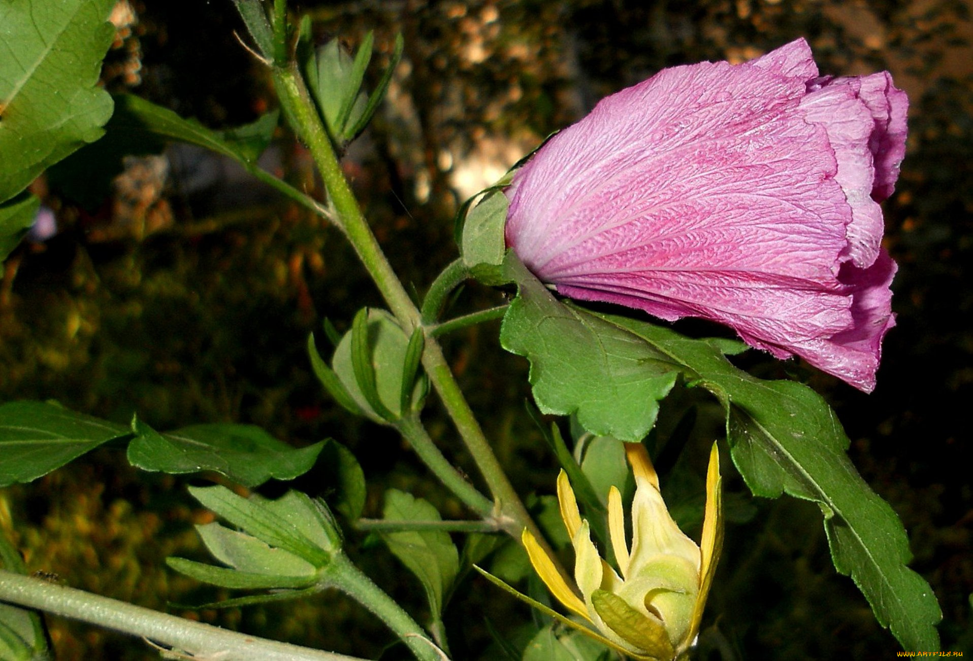 цветы, мальвы, мальва