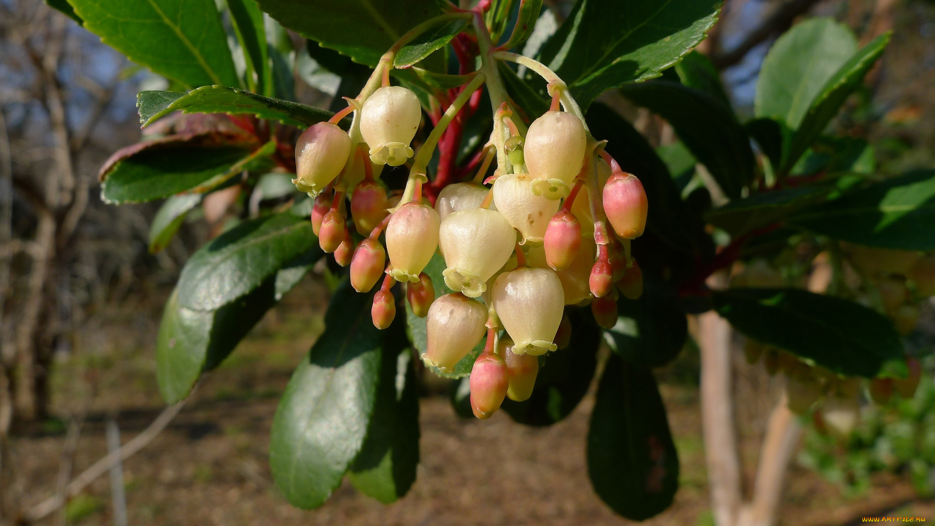 цветы, цветущие, деревья, кустарники, ветка