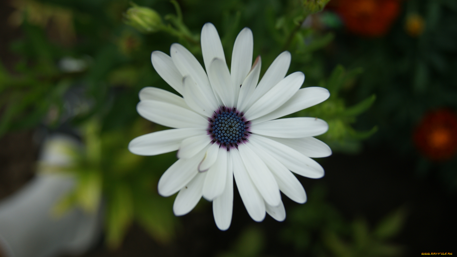 цветы, диморфотеки, зеленый, фон, цветок