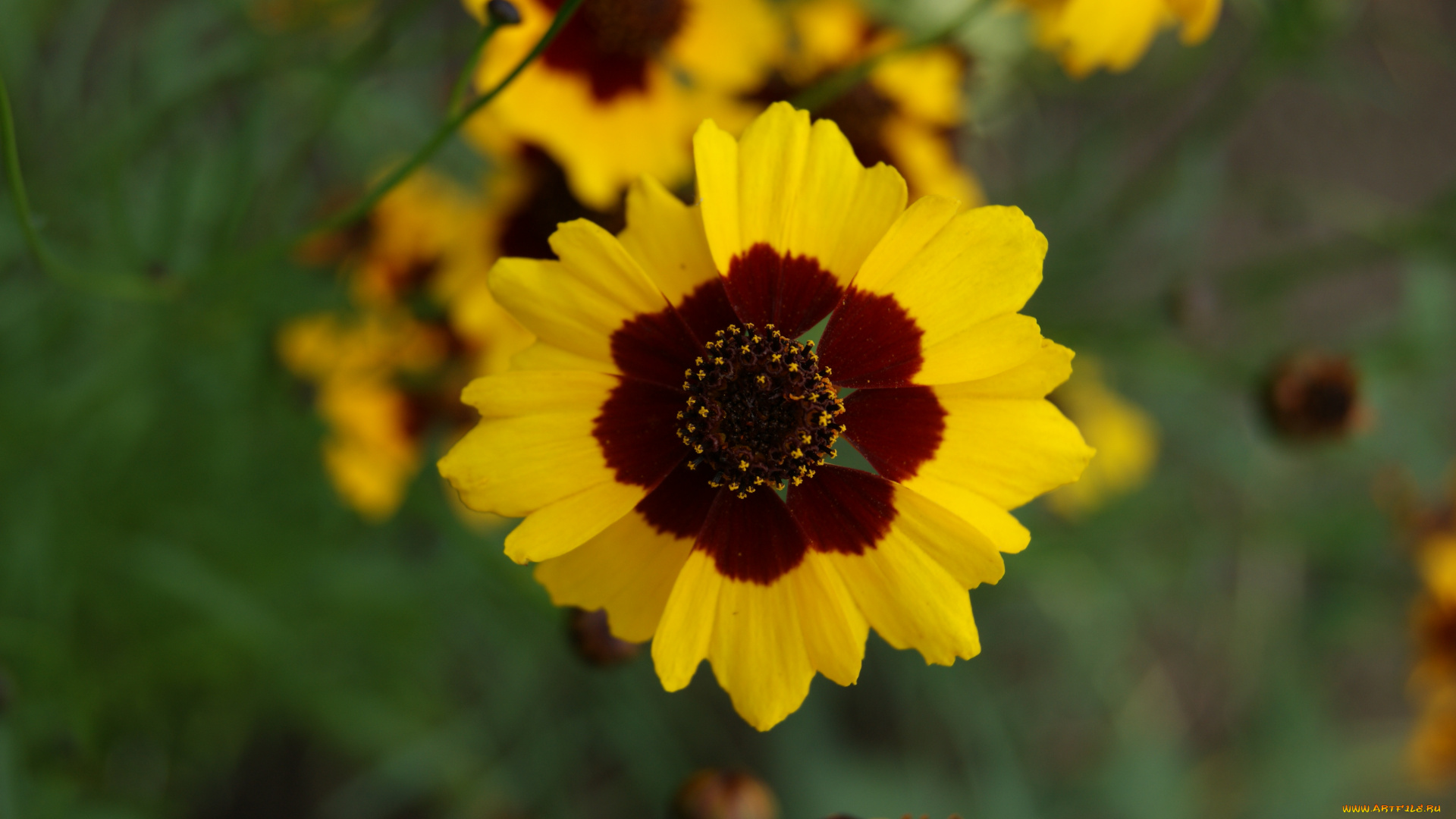 цветы, гайлардии, гелениумы, цветок, зеленый, фон