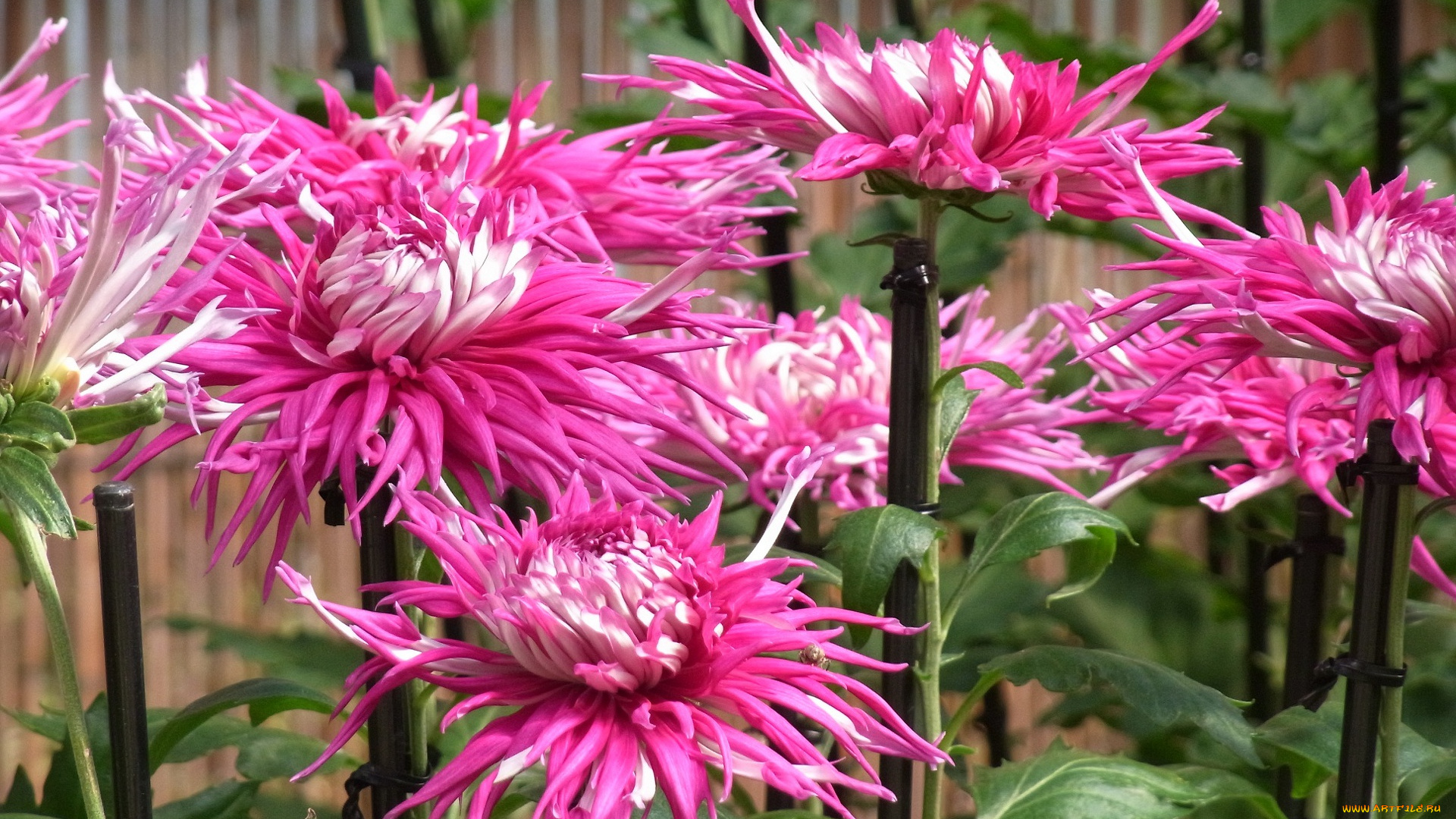 цветы, георгины, розовый