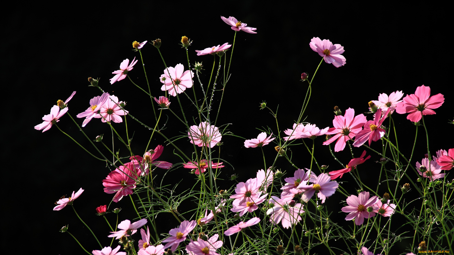 цветы, космея